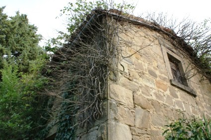 Collegrato di Valle Castellana (Te): rampicante