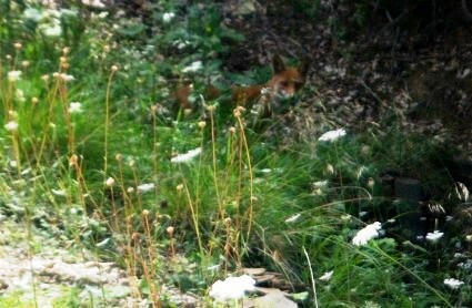 Valle Pezzata: un magnifica volpe lungo la strada