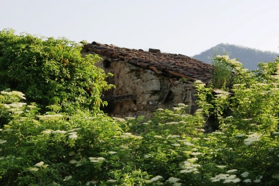 Valloni: la vegetazione divora le vecchie costruzioni