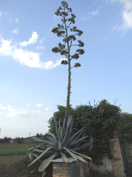 Il fiore gigante di un'Aloa vera sulla strada che porta a Campli